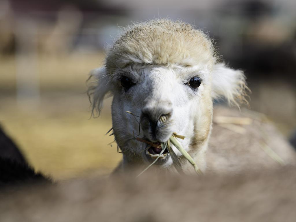 Double-H Alpacas is opening to the public for National Alpaca Week, Friday, May 16, 2025. Picture: Kevin Farmer