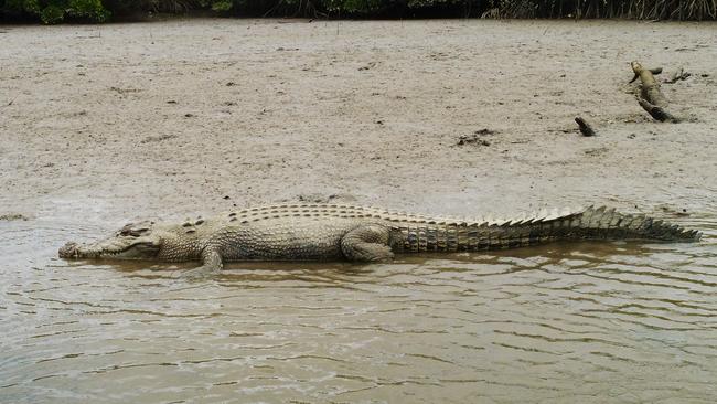 A large crocodile on the bank of the Mowbray River, spotted using the Westpac Little Ripper drone, incorporating croc spotting technology. Picture: Brendan Radke