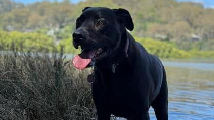 Malu the Labrador/Great Dane cross. Picture: Supplied