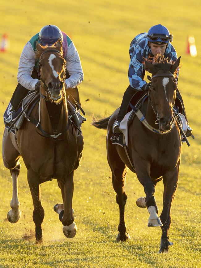 Chris Waller’s Melbourne Cup hopes Finche (left) and Youngstar during trackwork at Flemington. Picture: Getty Images