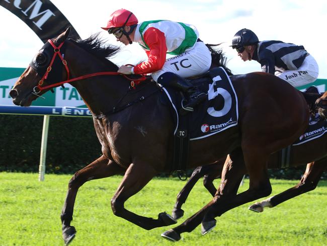 Accelerato looks a good chance at Canterbury on Friday night. Picture: Grant Guy