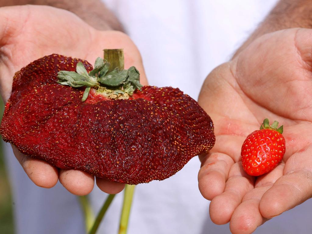 The record-breaking strawberry is at least five times larger than a regular berry. Picture: AFP