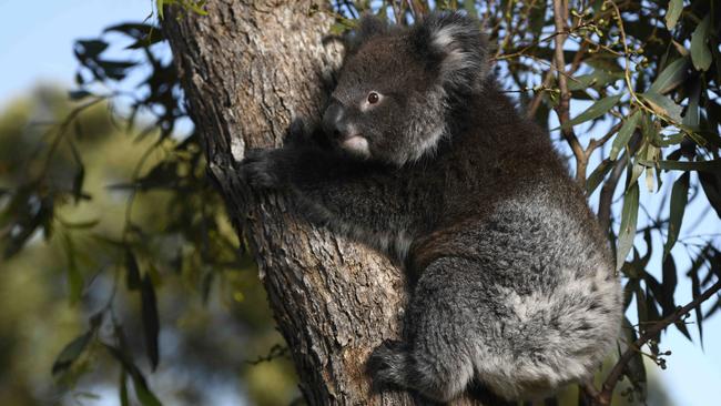 The government says there’s no need to fear for koalas’ survival. Picture: Naomi Jellicoe