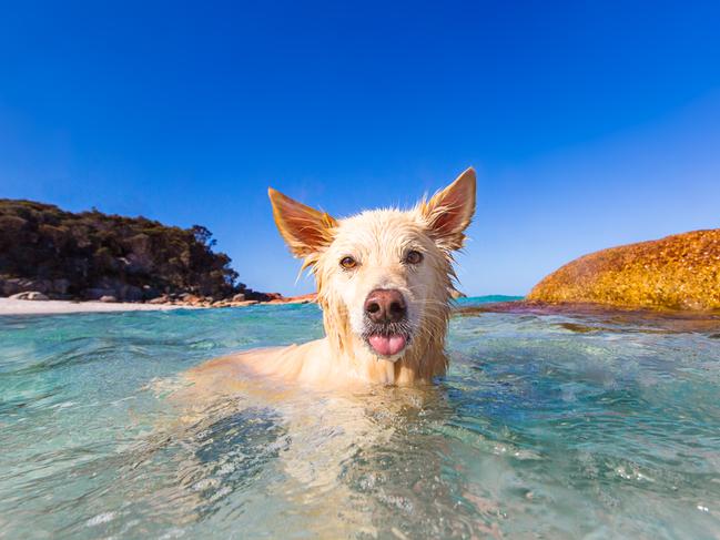 Bay of Fires. Picture: Kerry Martin/ Puppy Tales Photography