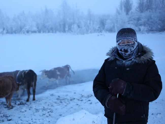 Farmer Nikolai Petrovich waters his cows at a patch of thermal water at the edge of Oymyakon Village of Oymyakon. Picture: Amos Chapple/REX/Shutterstock/Australscope