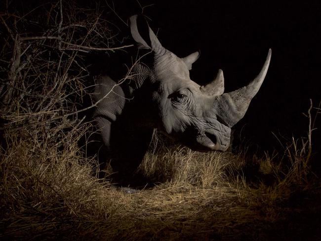 Remembering Rhinos: Steve Winter, he was the overall winner, Wildlife Photographer of the Year, 2008 (White rhino, South Africa) www.rememberingrhinos.com/kickstarter