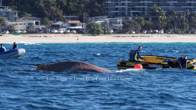 A whale caught in the nets off the Coast. Photo: Tweed Gold Coast Dive Charters / Facebook