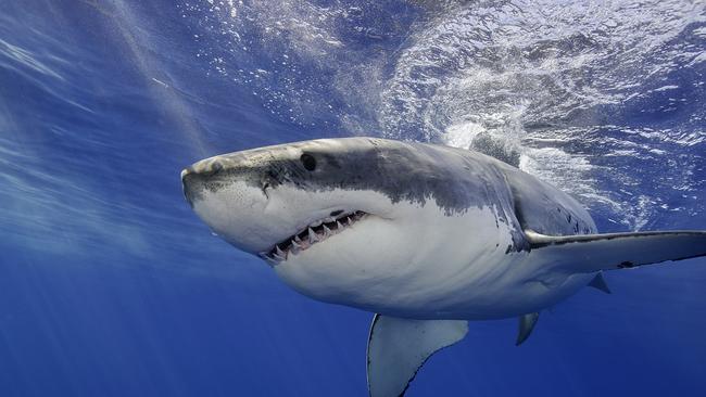 Less than 11 per cent of catches in nets off Newcastle and Central Coast were targeted species, including great white sharks.