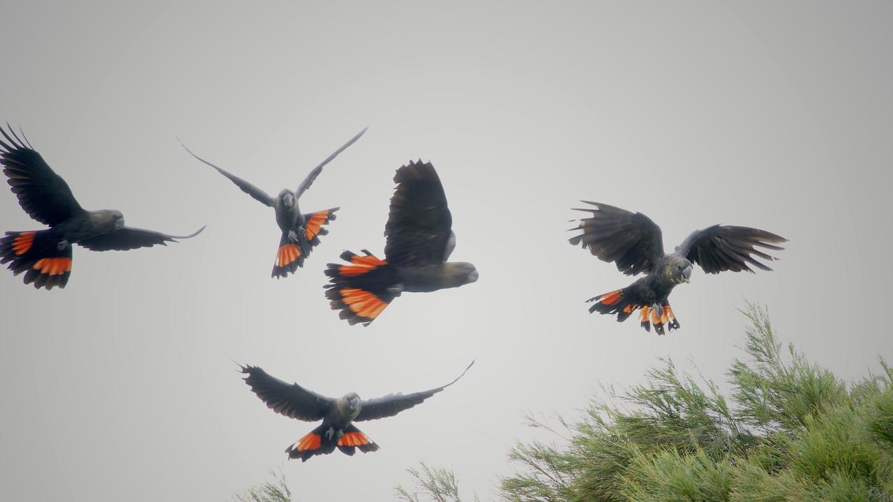 Dozens of feed trees for glossy black cockatoos will be cleared for the $100m retirement precinct at Sunrise Beach.