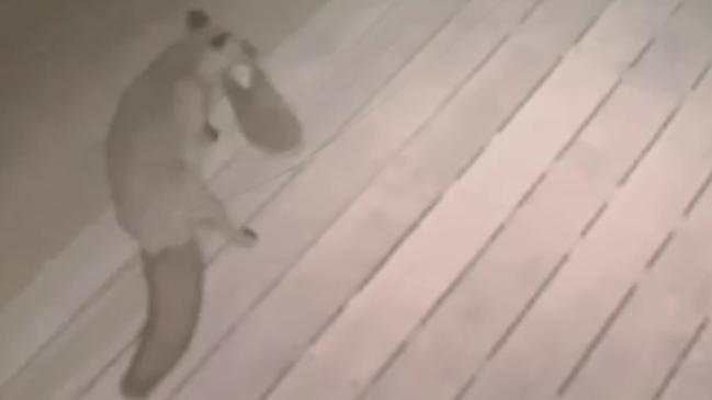 CCTV shows a fox stealing Jimmy House’s shoe from his front door in Sunbury.