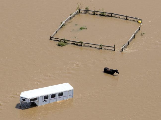A horse stands in flood water on Sept. 1, 2017, in Wharton, Texas. Picture: AP
