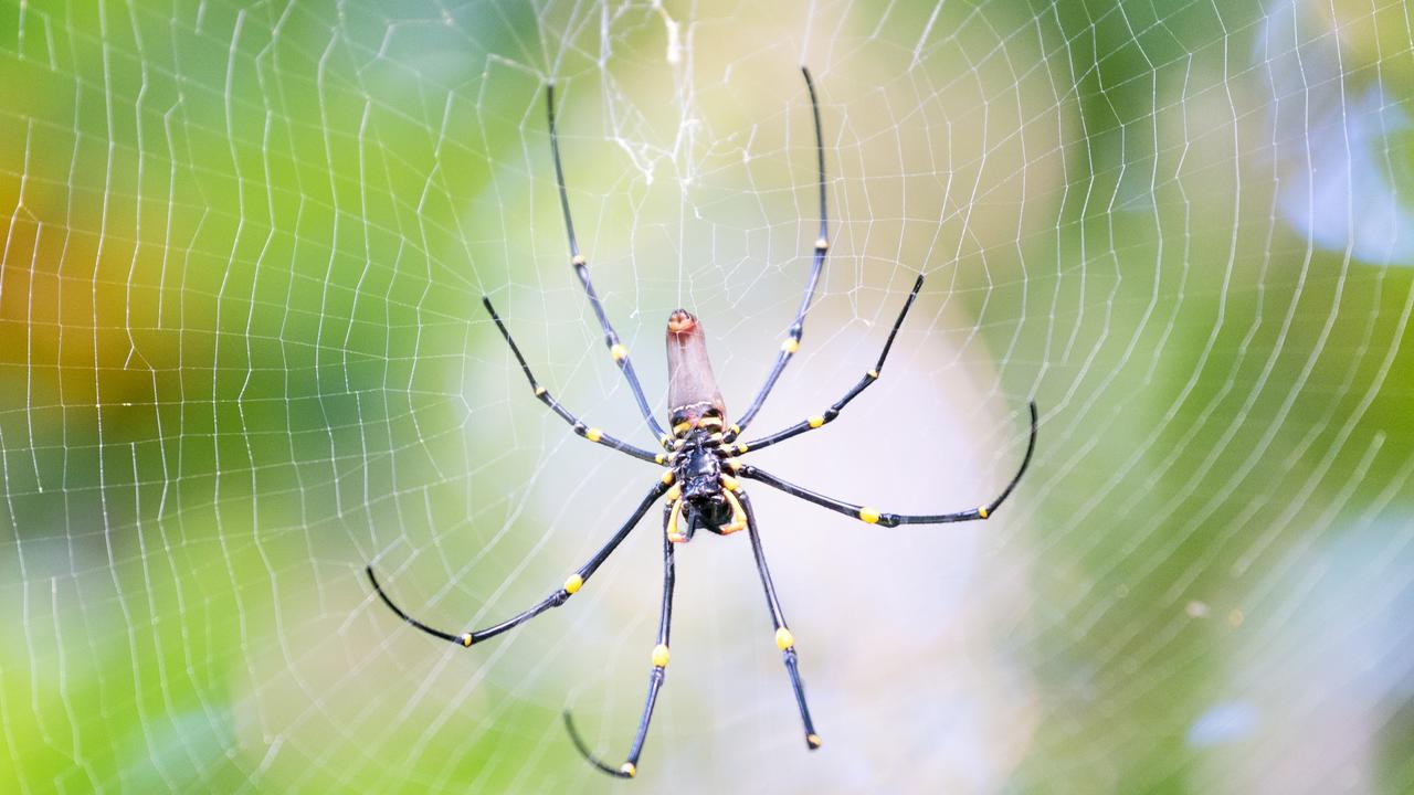 Spider Webs Conquer Australia 