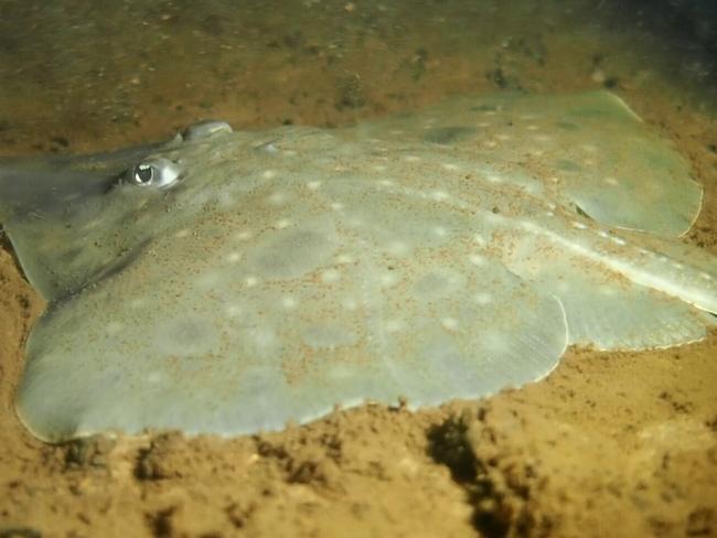 Maugean Skate in Macquarie Harbour TAS (Credit Jane Ruckert). Picture: Jane Ruckert