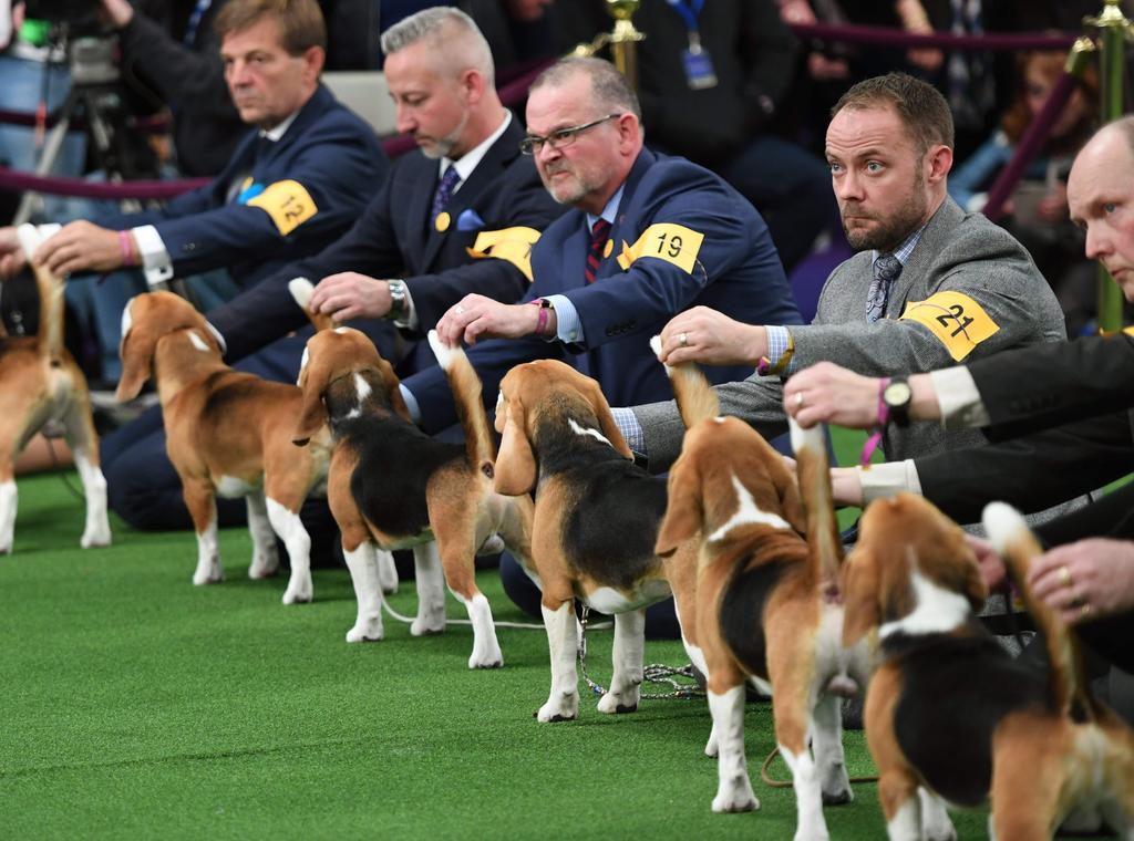 Beagles lineup in the judging area during Day One of competition at the Westminster Kennel Club 142nd Annual Dog Show in New York on February 12, 2018. Picture: AFP