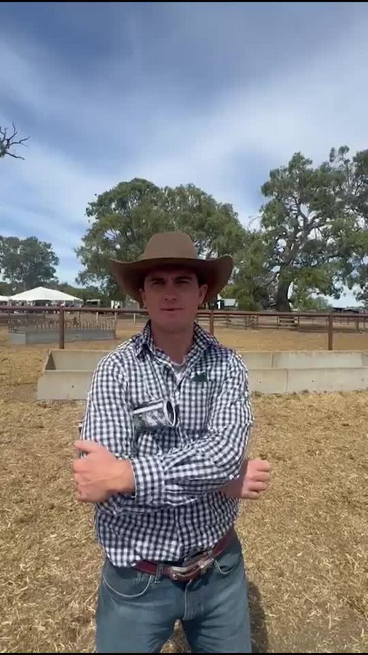 Yarram Park bull sale 2025