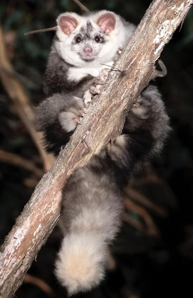 16 Greater Gliders have been observed at night in the impact area. Photo: Justin Cally