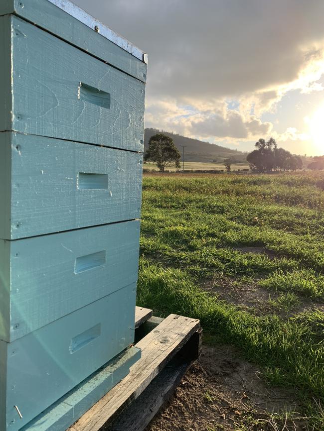 A growing number of Tasmanians are taking up beekeeping. Picture: Supplied.