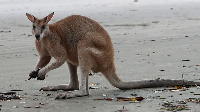 Wallaby has a rich yet delicate flavour milder than that of kangaroo and it is consistently tender. Picture: Peter Wallis