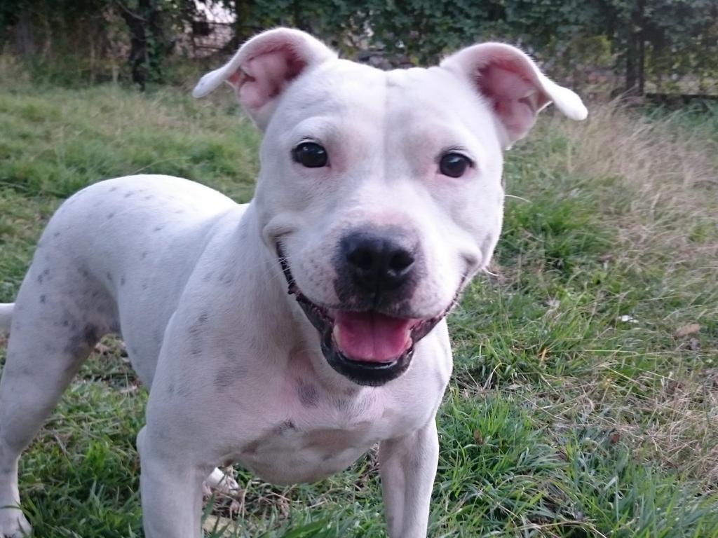 Nimbus the English Staffy