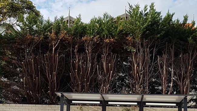 The remains of a hedge after a new bus shelter was installed in Wyong Rd, Mosman. The resident was upset after council’s contractors ‘pruned’ her trees.