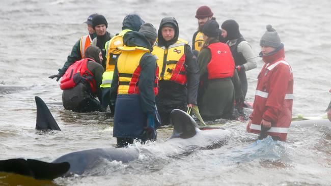 Rescuers from a range of organisations work to save some of the 470 pilot whales that became stranded in Macquarie Harbour at Strahan. Day 3. September 23, 2020. Picture: PATRICK GEE