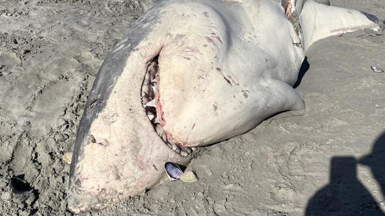 Mystery of what killed half-eaten Great White Shark at Portland solved ...