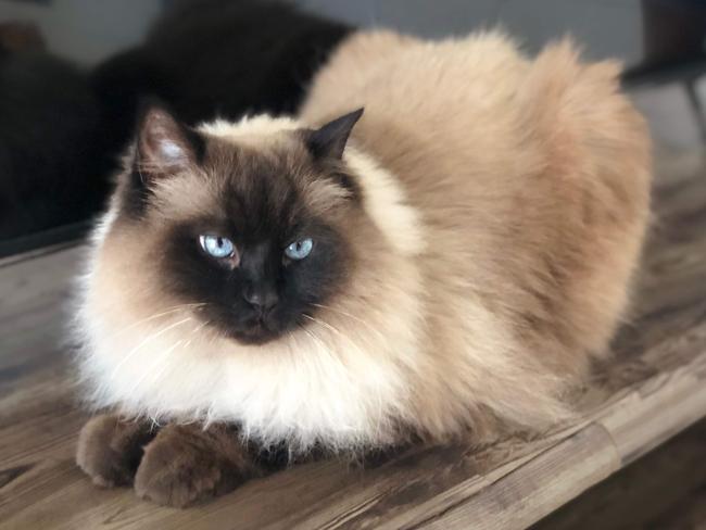 Holly doesn’t like to pose for the camera but she will show off by jumping on/in everything imaginable when we have visitors over. Picture: Jason Floreani