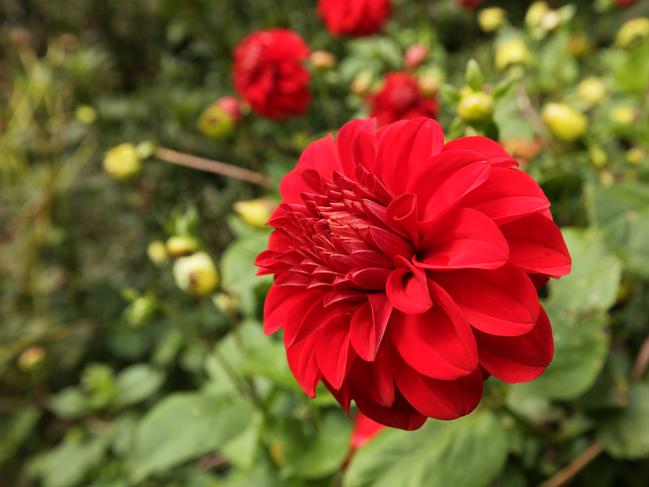 Flowers in Lorraine Barrett's park-style garden Nooroo at her Mt Wilson property in the Blue Mountains of NSW.