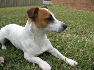 Baby deals jack russell