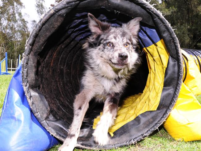 Canine client, Spook, at the Manly Dog Training Club in 2014. File picture: David Swift