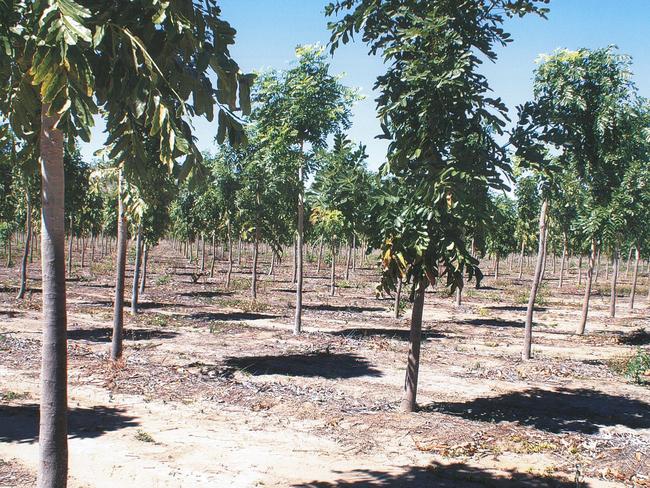 Timber companies are currently buying sugar cane land to establish plantations in the Herbert River district in Queensland.