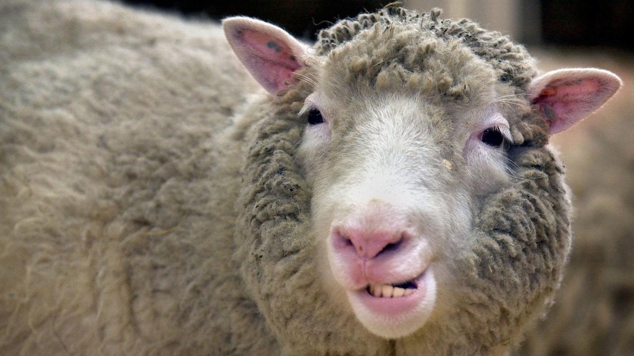 Dolly the sheep scientist Sir Ian Wilmut dies at 79, Science