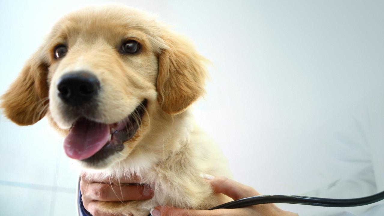 RSPCA warning on outbreak of potentially deadly dog virus