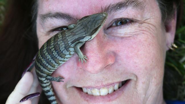 Macarthur Herpetological Society member Leonie Hoswell with a blue tongue lizard. Picture: Ian Svegovic