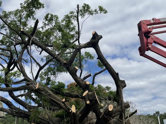 Beloved Freshwater fig tree gets the axe as Cairns Regional Council workers remove its branches. Picture: Yashee Sharma