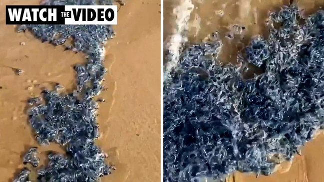 Bluebottles are washing up in masses on NSW beaches