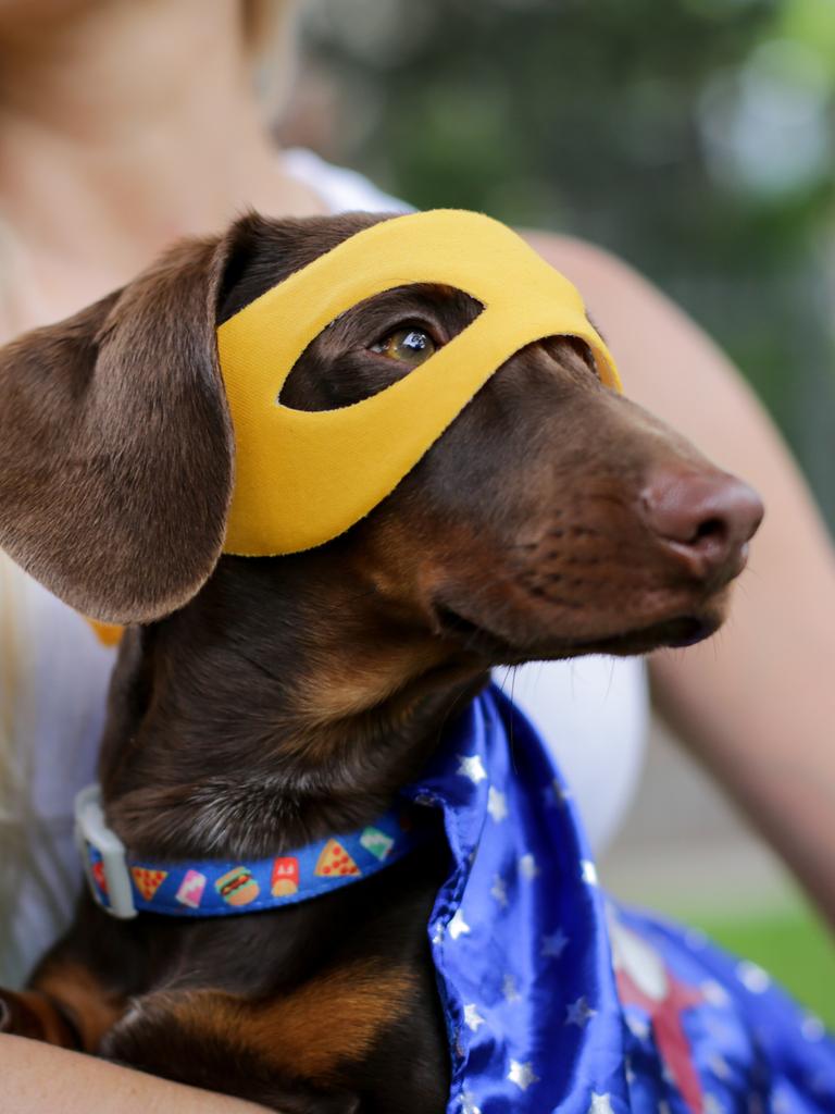 Sausage Dog Ninja Warrior heads back to the Gong Daily Telegraph
