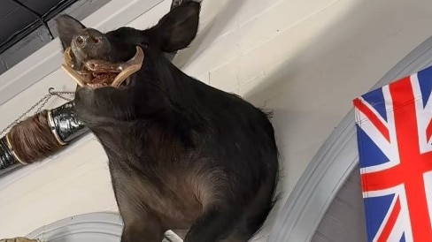 A boar which was 