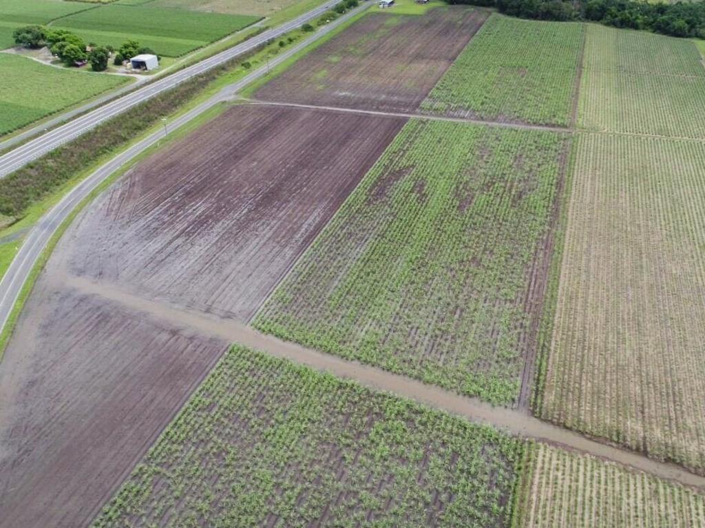 The Camilleri's cane farm at Erakala in Mackay was inundated with rain and now faces crushing being stood over into the 2022 season. Picture: Heidi Petith