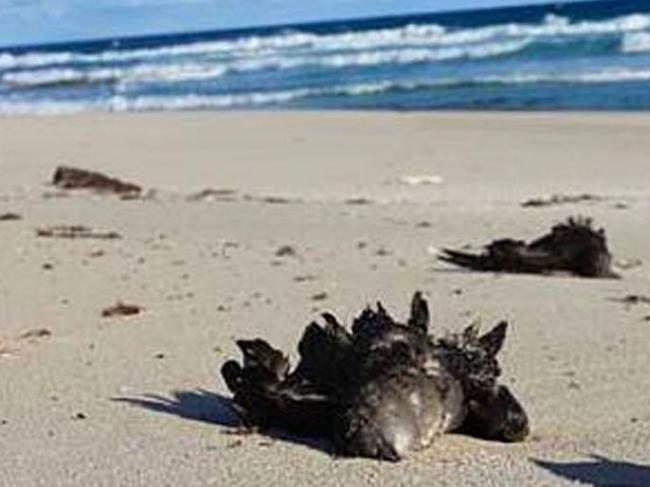 Dead shearwaters found on a Sydney beach in October. Picture: Supplied