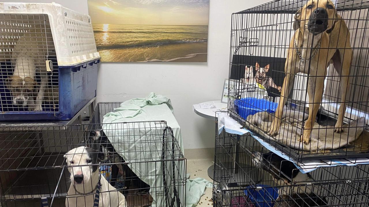 Pet haven pet enclosure store