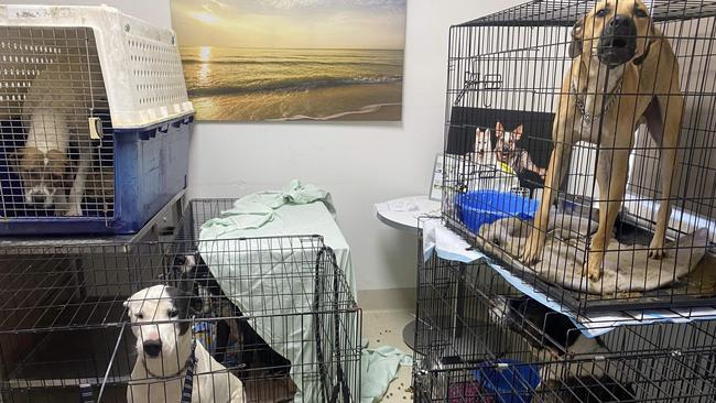 Offices inside the Pets Haven veterinary clinic were crammed with sick animals.