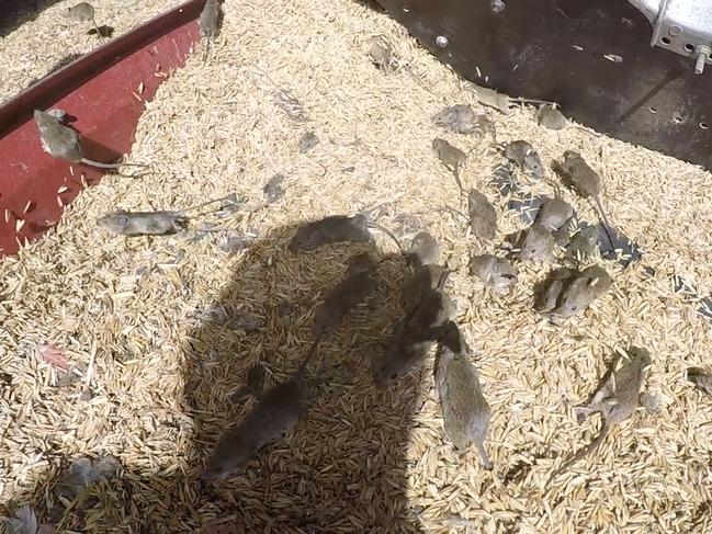 EMBARGO DAILY TELEGRAPH: SUNDAY FOR MONDAYRural communities in western NSW have been battling a plague of mice that are destroying their livelihoods. Mice scatter in an oats storage shed on the Mumblepeg farm, 45 minutes east of Warren in the Dubbo region of NSW Picture: David Swift