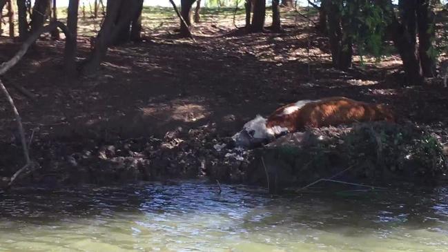 Dead cows along riverbank