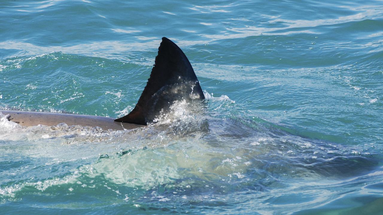 Wsl: Margaret River Pro Surfers Terrified By Shark 