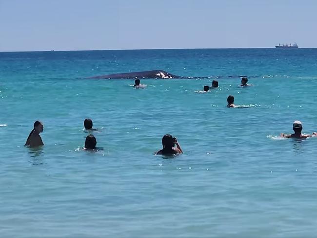 A 15-metre sperm whale that beached itself on a Rockingham sandbar over the weekend will likely be euthanised, authorities say. Picture: Ori Weiser