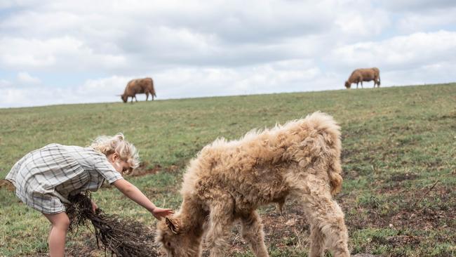 Four-year-old Bambi Sanderson pets a calf at The Farm Byron Bay. Picture: supplied