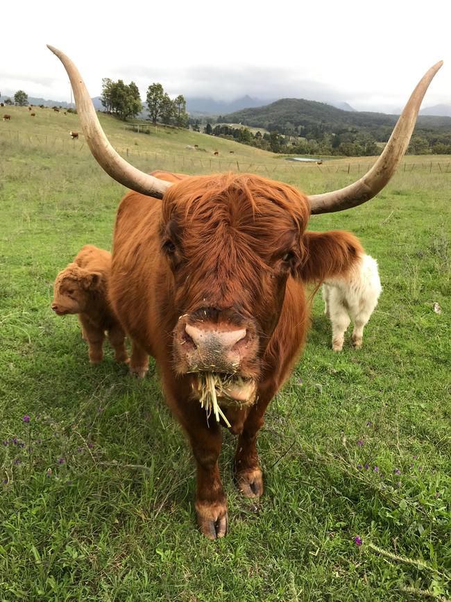 Highland cow and calves at the farm. Picture: Penny Hunter