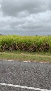 The Galea cane farm by Eversleigh Rd at Alligator Creek