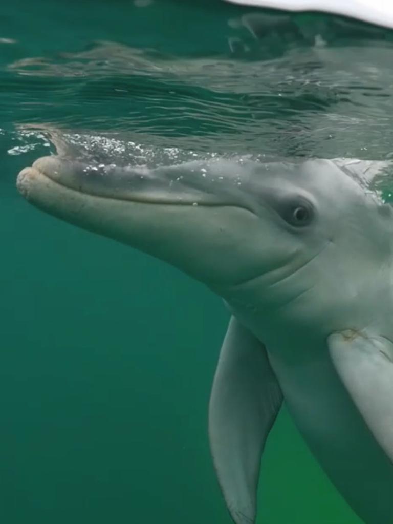 A bottle nose dolphin in the ABC-TV series Southern Ocean Live. Picture: ABC TV